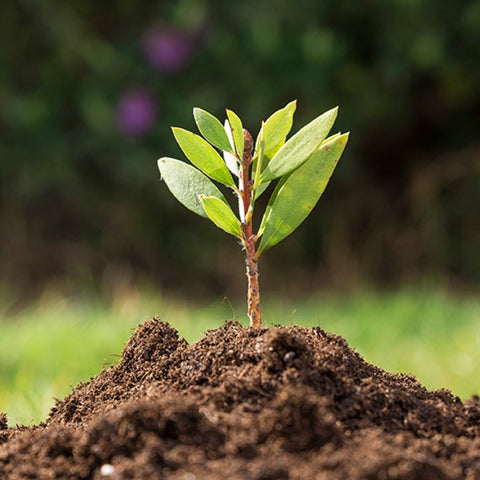 Día mundial del Medio Ambiente - Estado Natural