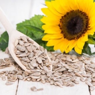 ¿Sabías la importancia de las semillas en nuestra alimentación? - Estado Natural
